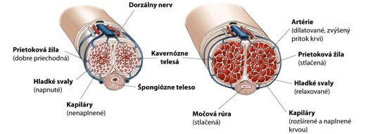 Ako dochádza k erekcii