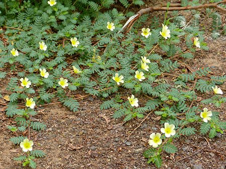 Plazivá rastlina: Kotvičník zemný/Tribulus terrestris Plazivá rastlina: Kotvičník zemný/Tribulus terrestris