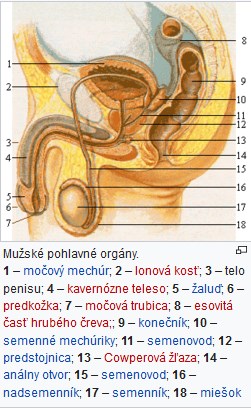 Mužské pohlavné orgány. 1 – močový mechúr; 2 – lonová kosť; 3 – telo penisu; 4 – kavernózne teleso; 5 – žaluď; 6 – predkožka; 7 – močová trubica; 8 – esovitá časť hrubého čreva;; 9 – konečník; 10 – semenné mechúriky; 11 – semenovod; 12 – predstojnica; 13 – Cowperová žľaza; 14 – análny otvor; 15 – semenovod; 16 – nadsemenník; 17 – semenník; 18 – miešok