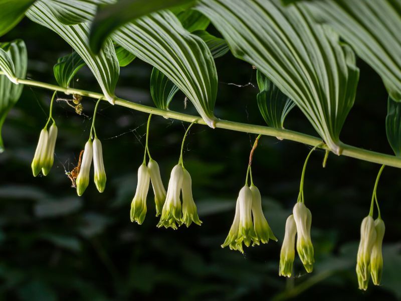 kvety kokorníka sú podobné zvončekom