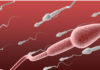 Spermie a fakty, ktoré ste možno o nich nevedeli